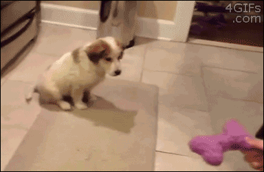 Puppy catch