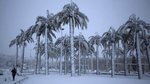 Jerusalem snow-covered palms