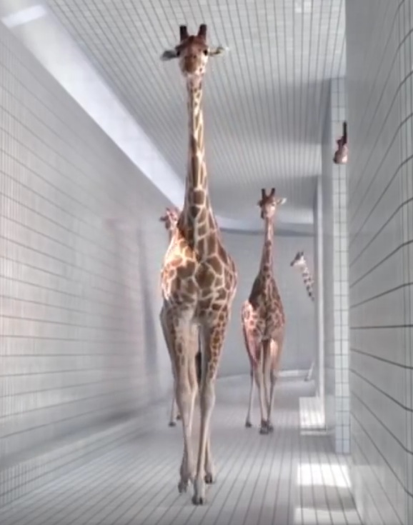 Giraffes 