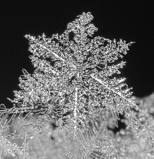 Snowflake_cropp