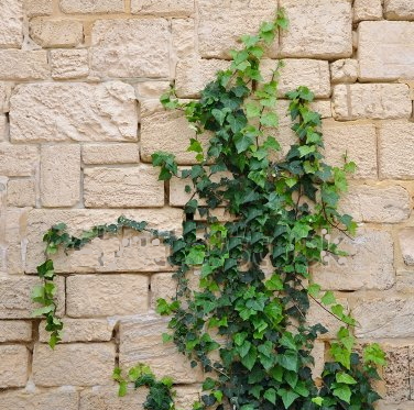 Ivy - Western Wall